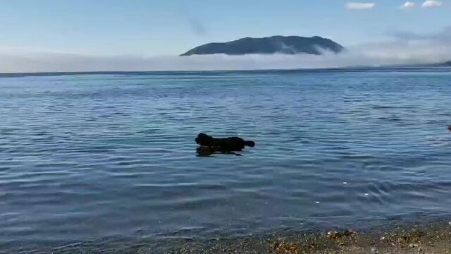 Аляска. Жизнь на острове-4 / Alaska. Life on the island-4
