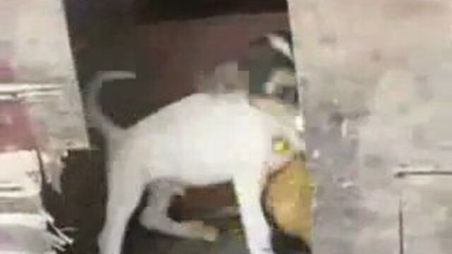 Horny Dog