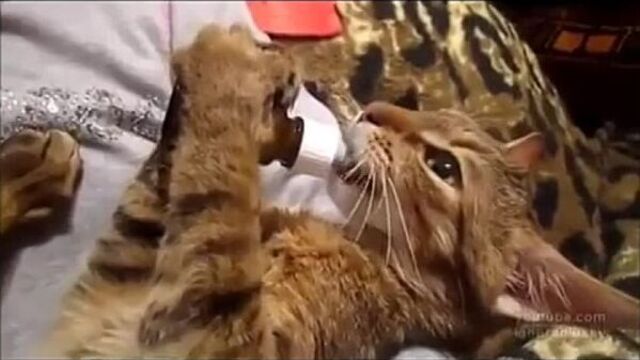 Приколы с кошками и собаками) [кое-что б вырезать]