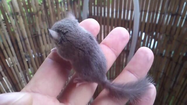 Popielica afrykańska (Graphiurus murinus) Woodland dormouse