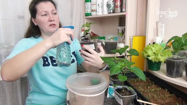 Оэдема рассады листьев перца - не приговор! Что делать, как лечить