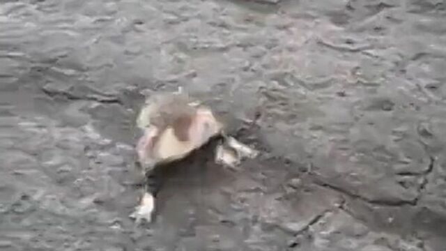 Агрессивный хомяк (зверь)
